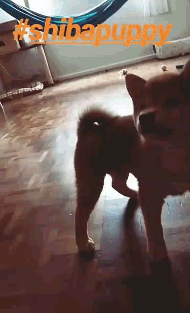 Shibamaruchan Dog GIF - Shibamaruchan Dog Run GIFs