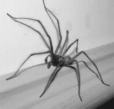 Spider Trippy GIF - Spider Trippy Aracnophobia GIFs