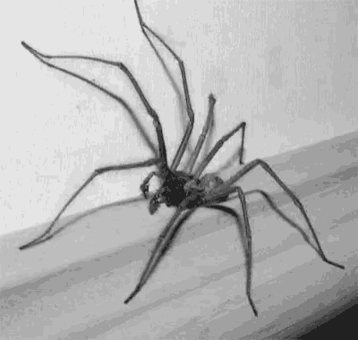a black and white photo of a large spider sitting on a wooden table .
