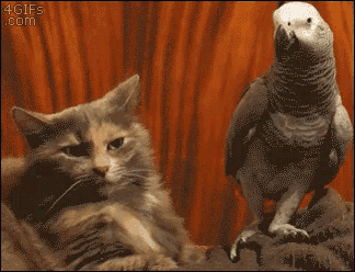 Parrot Cat GIF - Parrot Cat U Fockin Wotm8 GIFs