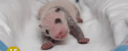 Baby Panda GIF - Baby Panda GIFs