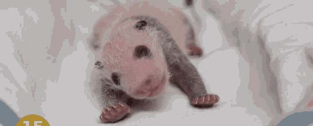 a baby panda bear is laying on a white blanket with the number 15 on the bottom right