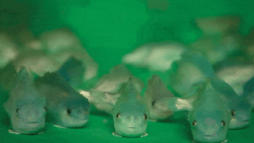 a group of fish are swimming in a green tank and looking at the camera