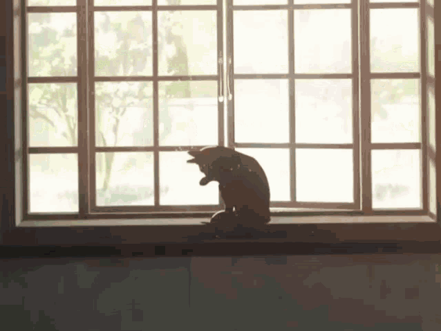 a cat sitting on a window sill looking out