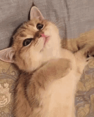 Awkward Okaythen GIF - Awkward Okaythen Cat GIFs