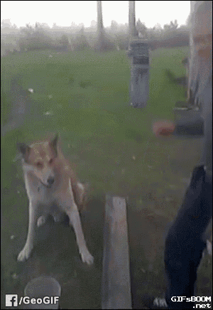 a dog is sitting on a wooden bench while a person throws a frisbee at it