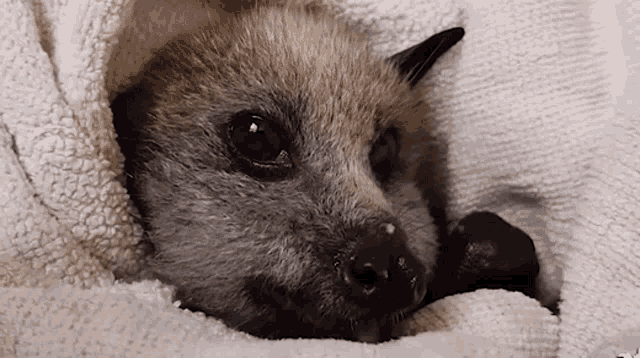 Bat Fruit Bat GIF - Bat Fruit Bat Eating GIFs
