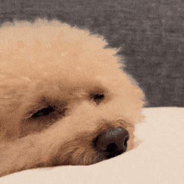 a close up of a dog laying on a white surface