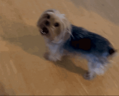 a small dog is standing on a wooden floor and looking up