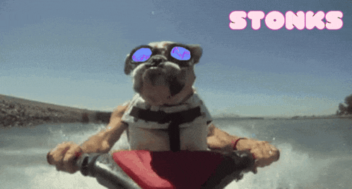 a dog wearing sunglasses and a life jacket is riding a jet ski in the water