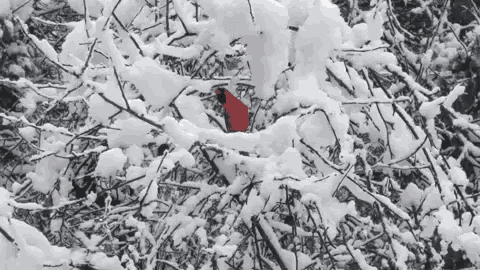 Cardinal Snow GIF - Cardinal Snow Wtf GIFs
