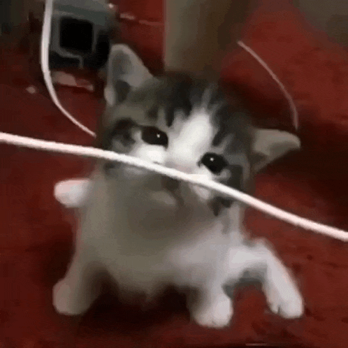 a gray and white kitten is playing with a wire on a bed .