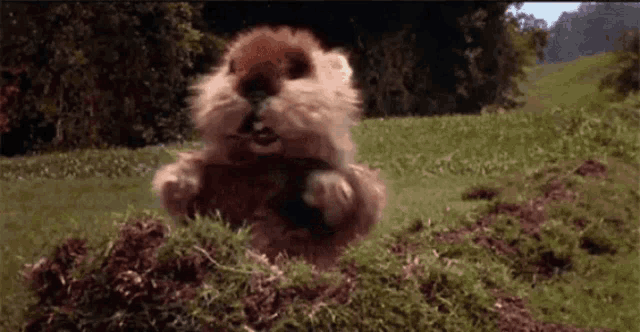 a squirrel is standing on its hind legs in a field eating a nut .