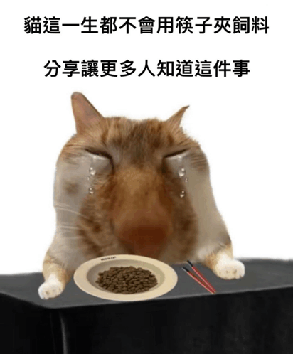 a cat with its eyes closed is eating a plate of food