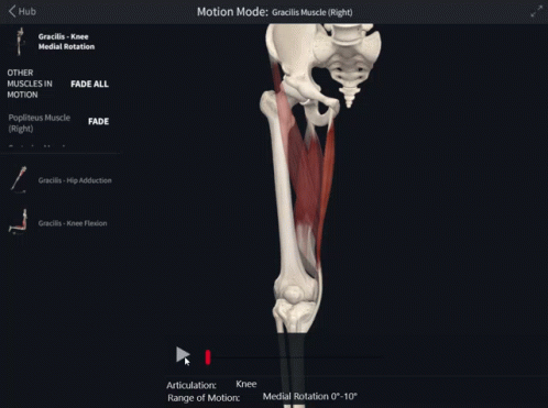 Gracilis Muscle Medial Rotation GIF - Gracilis Muscle Medial Rotation Knee Medial Rotation GIFs