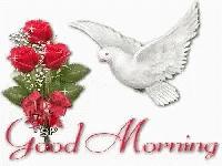 Good Morning Dove GIF - Good Morning Dove Roses GIFs