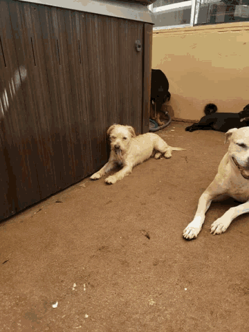 a puppy is laying on the ground next to a large dog