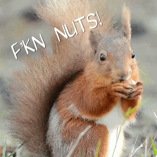Squirrel Nuts GIF
