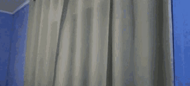 a close up of a shower curtain hanging on a blue wall .