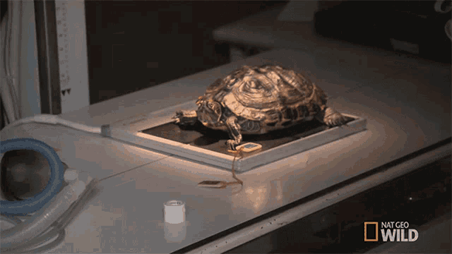Being Scanned World Turtle Day GIF - Being Scanned World Turtle Day Dr Ks Exotic Animal Er GIFs