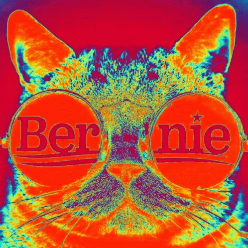 Bernie 2020 GIF - Bernie 2020 Cat GIFs