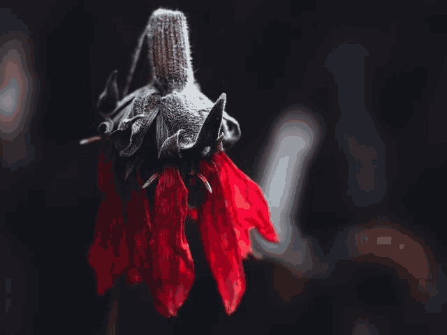a closeup of a red flower with a black background
