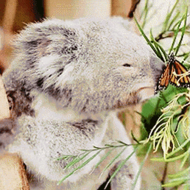 樹熊 GIF - Koala Butterfly Sniff GIFs