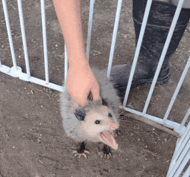 Opossum Petting GIF - Opossum Petting Angry GIFs