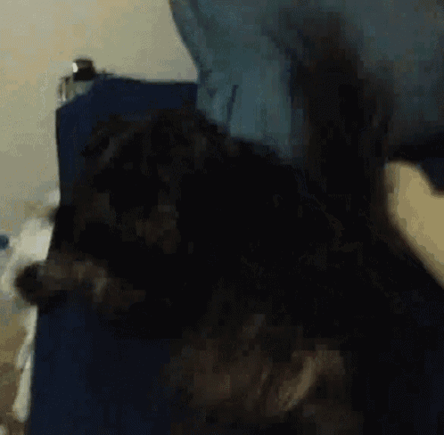 a blurred image of a dog laying on a blue blanket