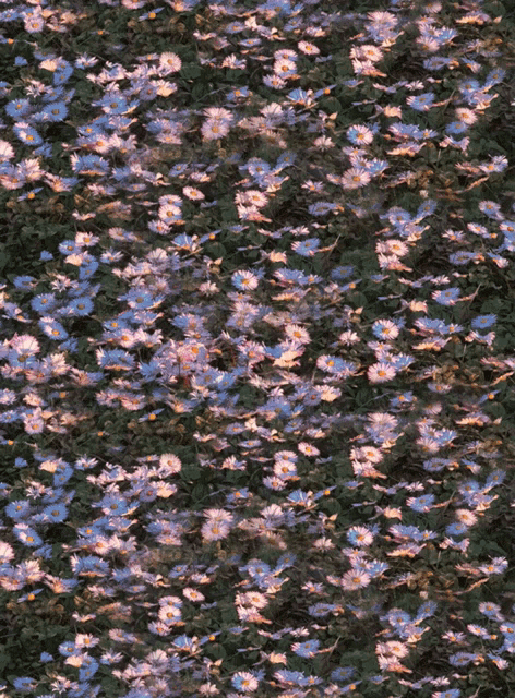 a field of purple and white daisies with a green background