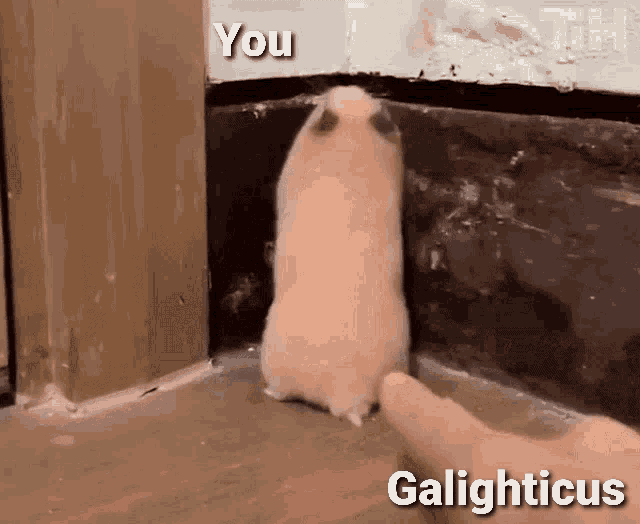 Galighticus You GIF - Galighticus You Hamster GIFs
