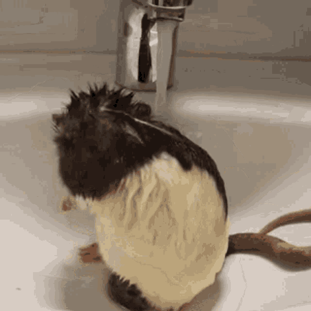 Rat Shower Time GIF - Rat Shower Time Take A Bath GIFs