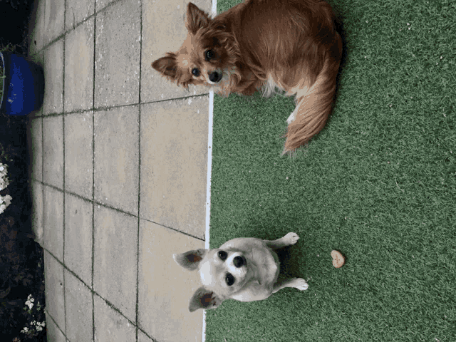 two small dogs sitting on a patio looking up