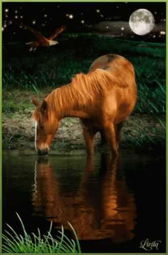 a picture of a horse drinking from a pond with the word livita on the bottom