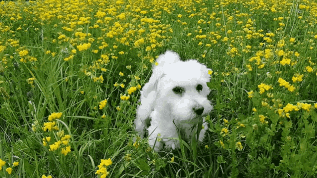 a small white dog stands in a field of yellow flowers