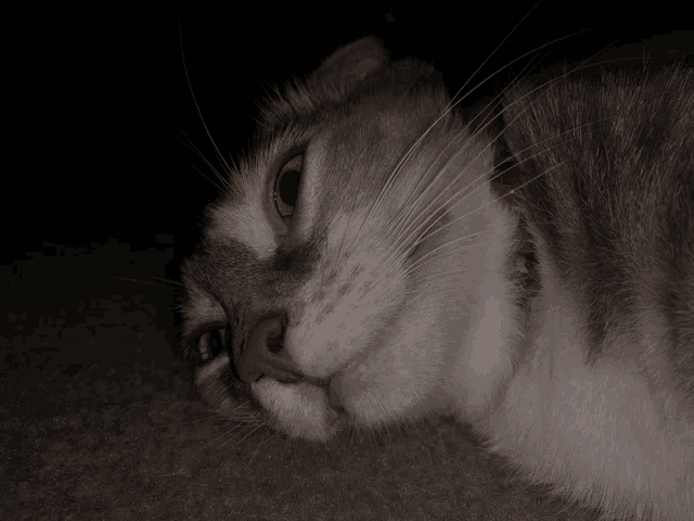 a cat with a red collar is laying down