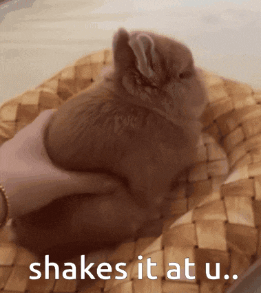 a person petting a small brown rabbit with the words shakes it at u.