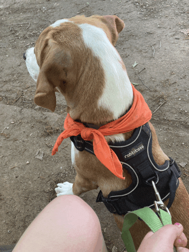 a brown and white dog wearing an orange bandana and a harness that says rabbitgoo