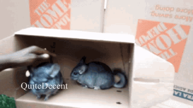 Can You Take Your Chinchillas Outside GIF - Can You Take Your Chinchillas Outside GIFs