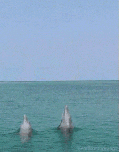 Golfinhos GIF - Golfinhos GIFs