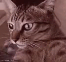Cat Shocked GIF - Cat Shocked Woah GIFs