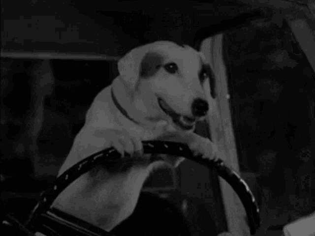 a picture of a dog in a car with the caption it 's called lenking
