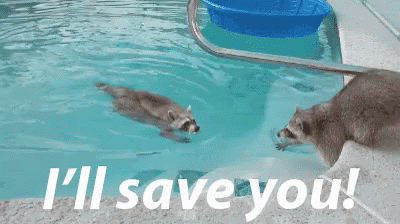 I'Ll Save You! GIF - Illsaveyou Rescue Raccoon GIFs