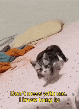 Cat Kung Fu GIF - Cat Kung Fu Square Up GIFs