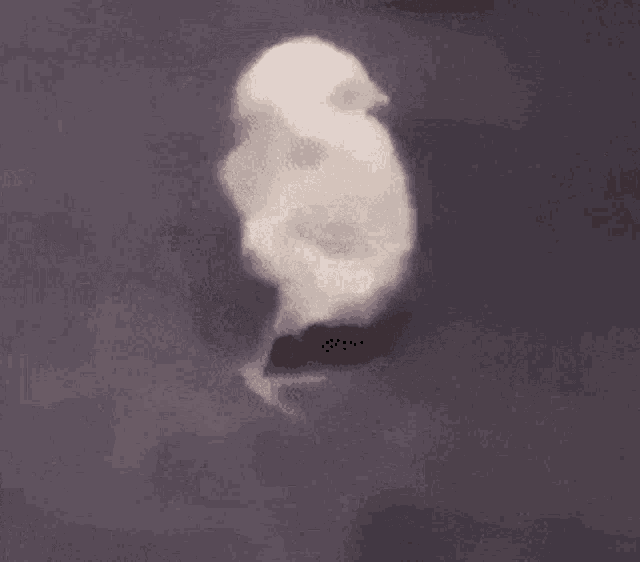 a small white puppy is walking on a gray surface