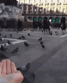 a hand is reaching out towards a flock of pigeons on a city street