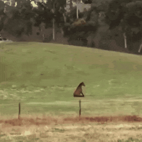 Sitting On Grass Miserable Horse GIF - Sitting On Grass Miserable Horse Sad Horse GIFs