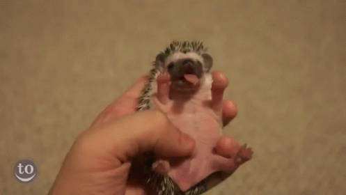 Full-body Yawn GIF - Hedgehogs Yawn Cute GIFs