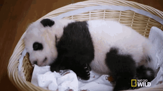 Sleepy Sleepy Sleepy Pandas GIF - Sleepy Sleepy Sleepy Pandas Yawn GIFs