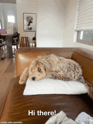 a dog laying on a pillow on a couch with the words hi there